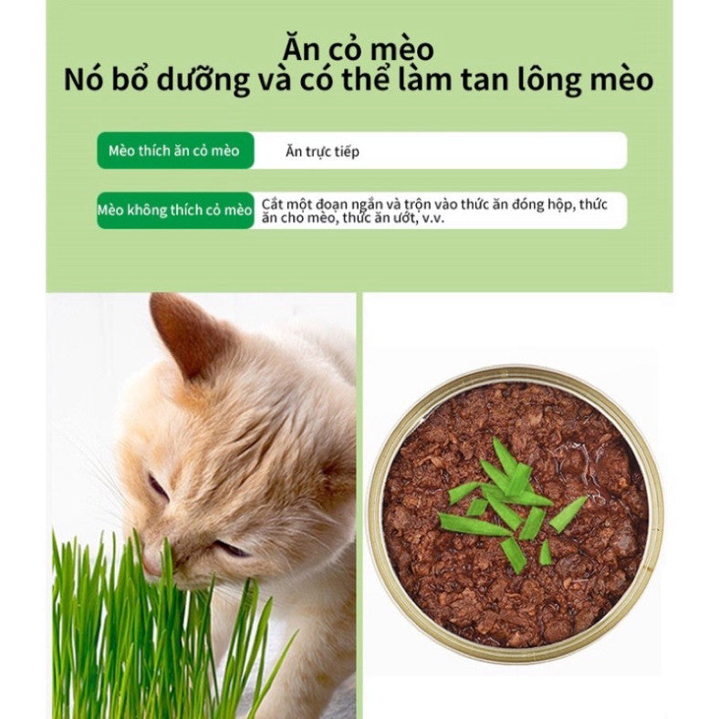 Hộp 5 gói hạt giống cỏ mèo và đất trồng giúp bổ xung chất xơ, tiêu búi lông cho mèo - Huna