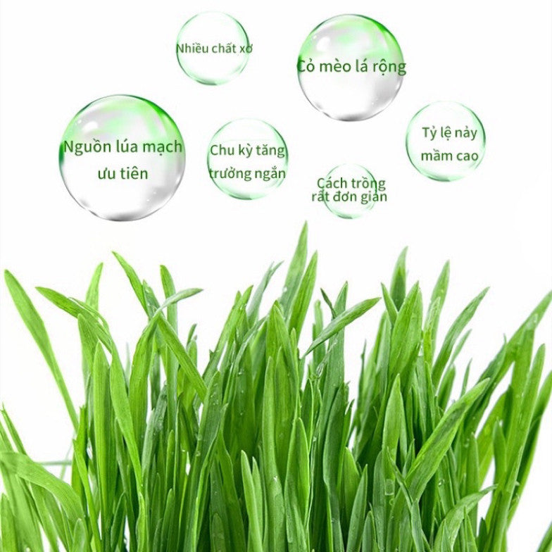 Hộp 5 gói hạt giống cỏ mèo và đất trồng giúp bổ xung chất xơ, tiêu búi lông cho mèo - Huna