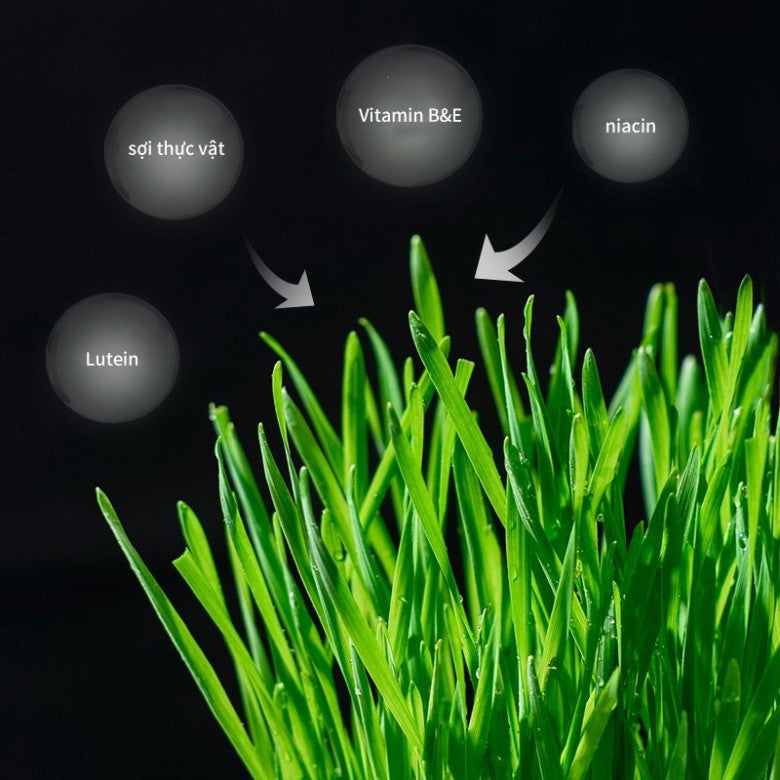 Hộp 5 gói hạt giống cỏ mèo và đất trồng giúp bổ xung chất xơ, tiêu búi lông cho mèo - Huna