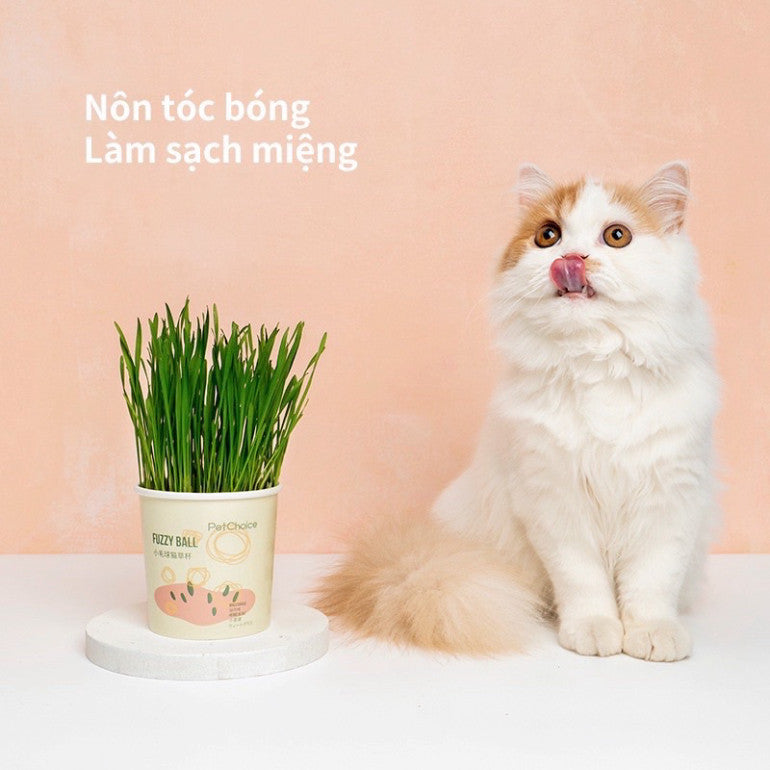 Hộp 5 gói hạt giống cỏ mèo và đất trồng giúp bổ xung chất xơ, tiêu búi lông cho mèo - Huna