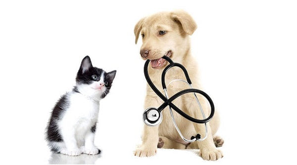 Men tiêu hóa chó mèo: Khi nào nên dùng và cách sử dụng an toàn, hiệu quả