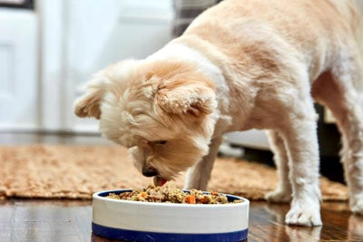 Đồ ăn cho chó: Cách lựa chọn thức ăn phù hợp để chó khỏe mạnh và phát triển toàn diện