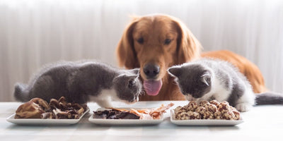 Thức ăn chó mèo nên chọn thế nào để nuôi thú cưng khỏe mạnh và lâu dài?