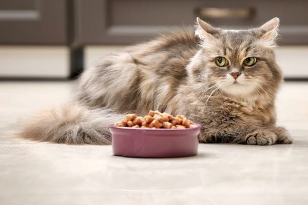 Hạt cho mèo có thực sự tốt? Cách cho mèo ăn hạt đúng và an toàn