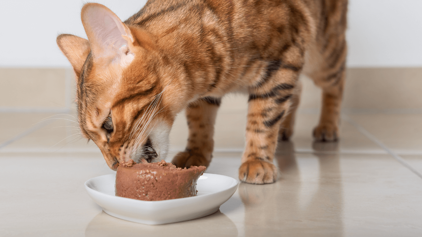 Pate mèo là gì? Cách chọn pate cho mèo phù hợp theo từng độ tuổi