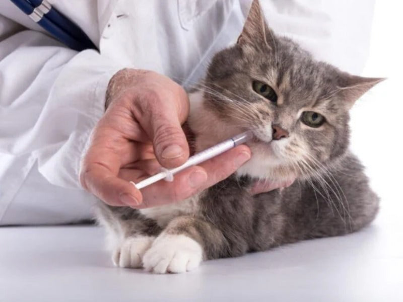 Men tiêu hoá cho mèo: Khi nào cần dùng và có nên cho mèo uống men tiêu hóa của người?