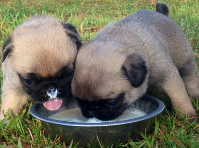 Sữa cho chó con: Giai đoạn đầu chó con ăn gì để phát triển khỏe mạnh