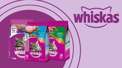Pate Whiskas có tốt không? Cách sử dụng pate Whiskas đúng cho mèo