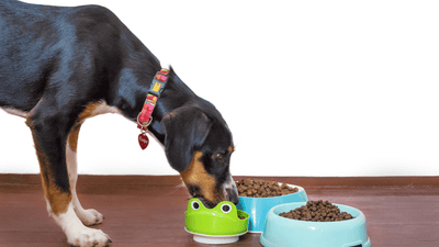 Hạt cho chó: Cách chọn và sử dụng thức ăn khô phù hợp cho từng giống chó