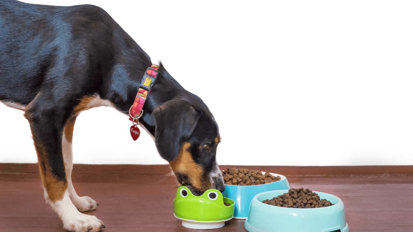 Hạt cho chó: Cách chọn và sử dụng thức ăn khô phù hợp cho từng giống chó