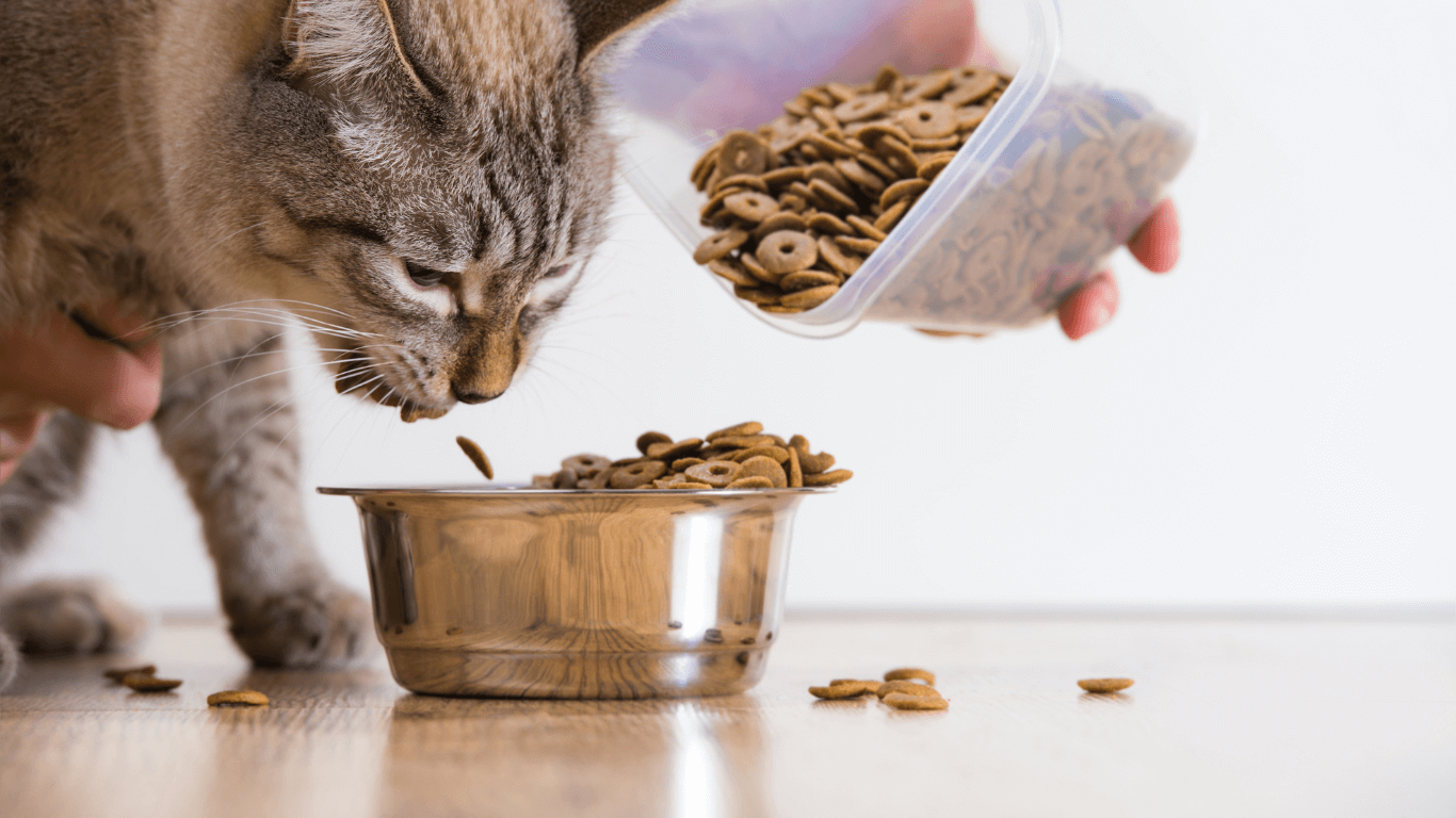 Hạt Royal Canin có gì khác biệt và vì sao nhiều người nuôi mèo chọn dùng lâu dài?