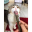 Cỏ Catnip - Cỏ mèo tiêu búi lông thơm miệng giảm stress - Huna
