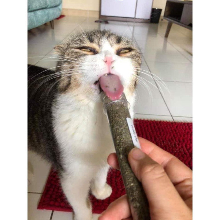 Cỏ Catnip - Cỏ mèo tiêu búi lông thơm miệng giảm stress - Huna