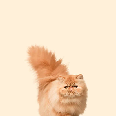 Test1· (Copy)